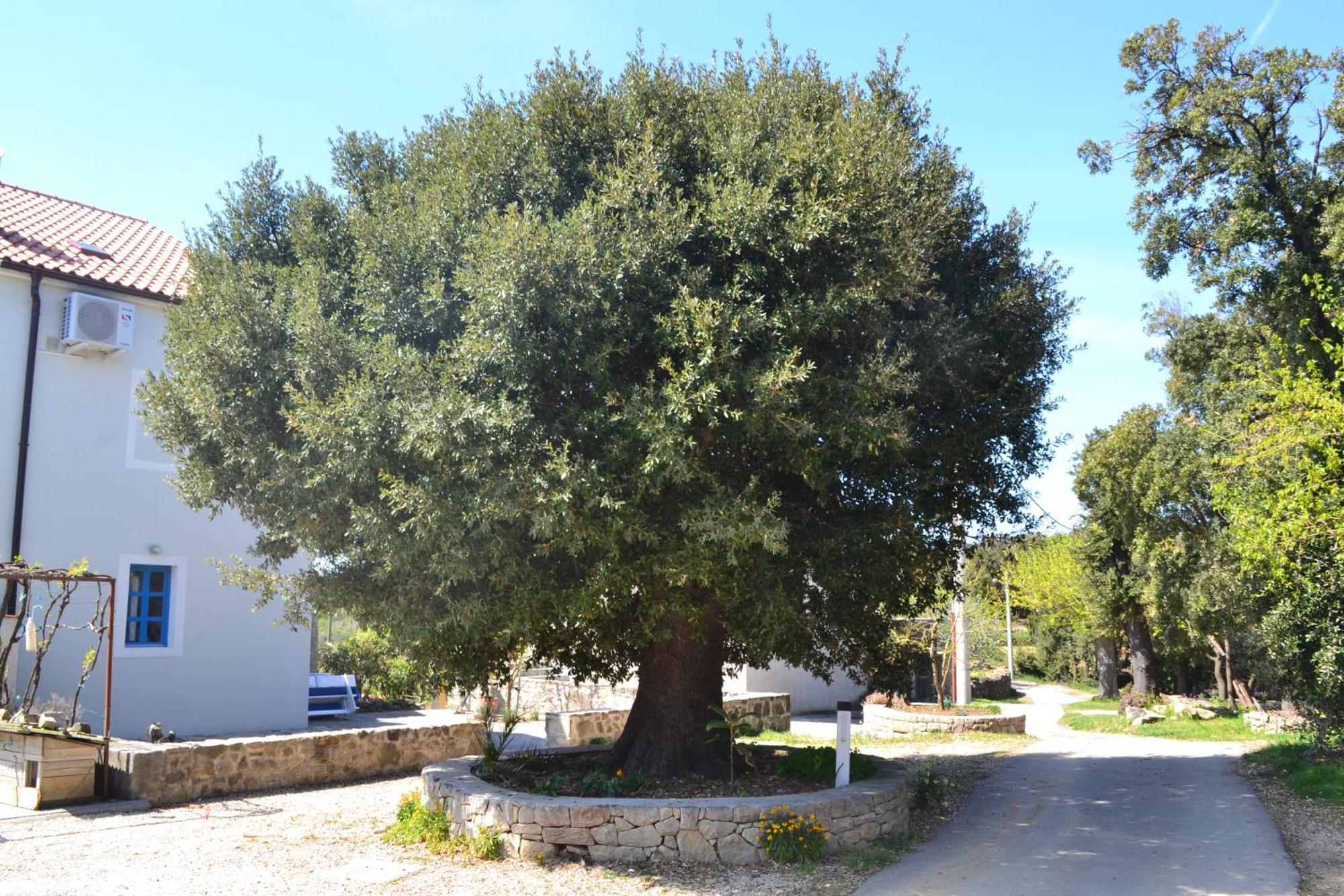 סופטרסקה דראגה Country House Vrsani מראה חיצוני תמונה
